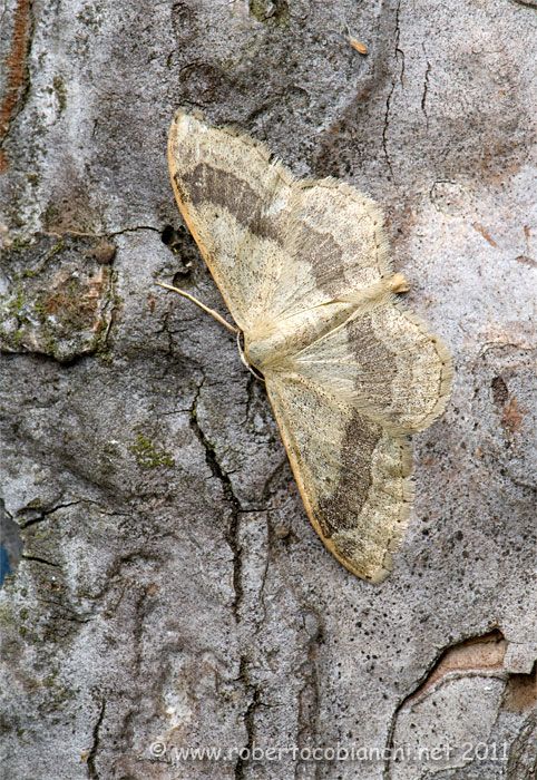 falena da identificare